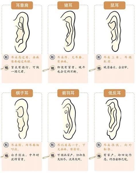 耳朵面向|面相耳朵图解【最详细版】 – 杨易德全集官网